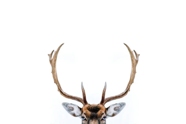 Bel Cerf Avec Bois Isolés Sur Fond Blanc — Photo