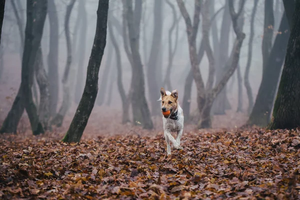 Fox Terrier Njuter Tid Och Lek Naturen — Stockfoto