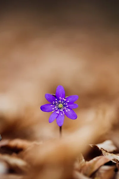 Purple Spring Flowers Forest Close View — Stock Photo, Image