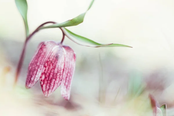 Rare Flower Fritillaria Meleagris Chess Flower — Stock Photo, Image