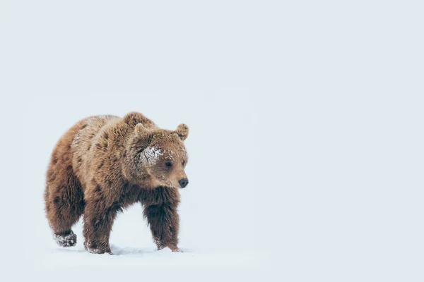 Medvěd Kráčí Přírodě Zimní Čas — Stock fotografie