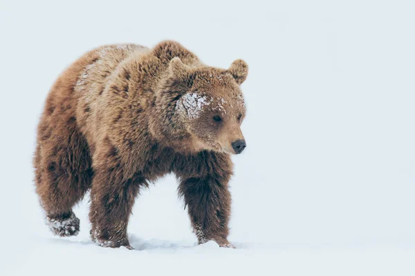 Beer Wandelen Natuur Wintertijd — Stockfoto