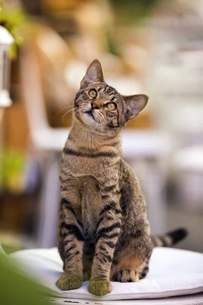 Güzel tekir kedi sokakta