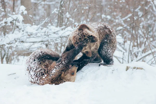 Filhotes Urso Brincando Neve — Fotografia de Stock