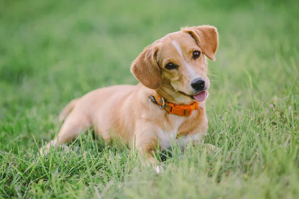 Şirin köpek parkta eğleniyor.