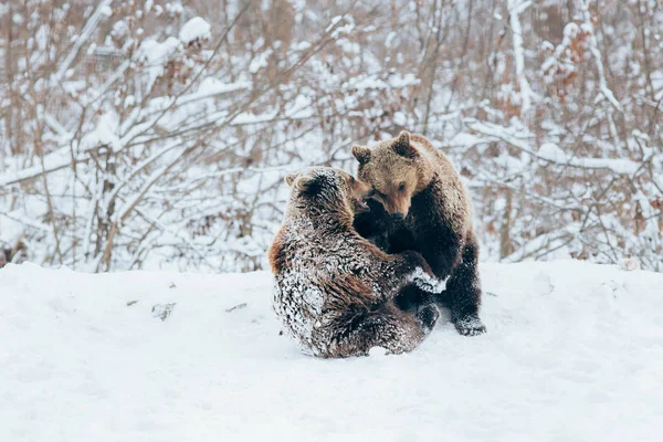 Filhotes Urso Brincando Neve — Fotografia de Stock