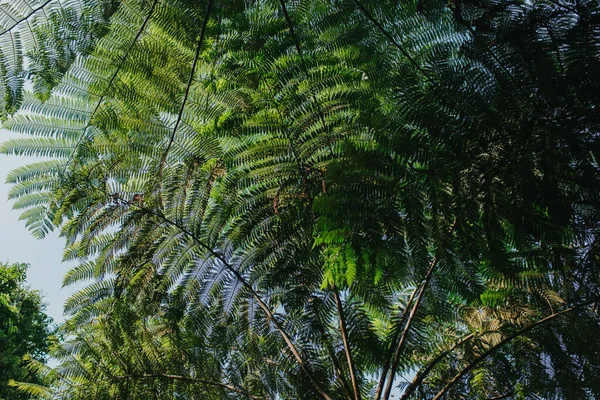 Yeşil Orman Manzarası — Stok fotoğraf