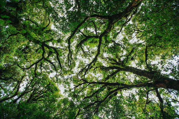 Tropisch Gebladerte Een Jungle Uit Thailand — Stockfoto