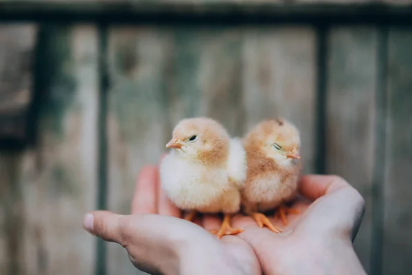 Newborn Chiken Palms — Stock Photo, Image