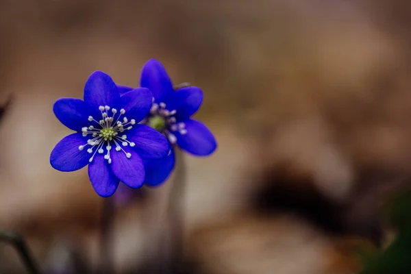 Les Fleurs Printanières Violettes Dans Forêt Vue Près — Photo