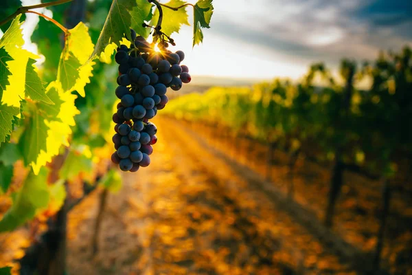 Pôr Sol Bonito Sobre Vinhas — Fotografia de Stock