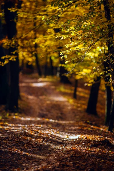 Herfstbos Met Geel Groen Blad — Stockfoto