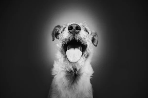 Mignon Renard Terrier Chien Dans Studio — Photo