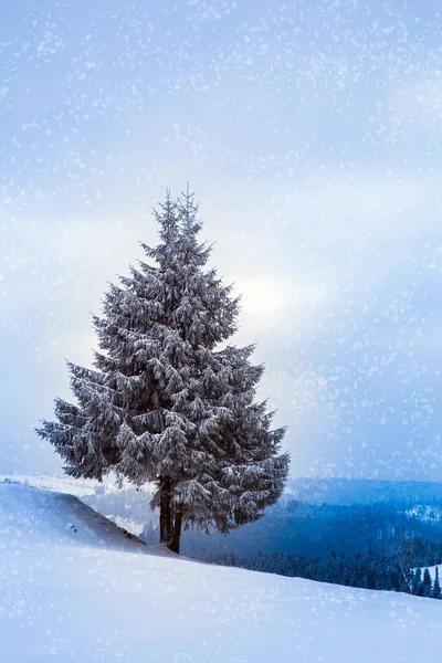 Ensamt Vinterträd Täckt Med Snö — Stockfoto