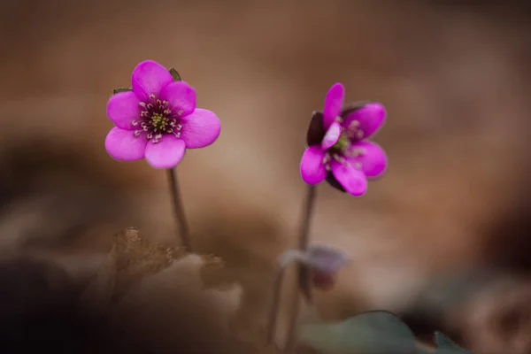 Purple Spring Flowers Forest Close View — Stock Photo, Image