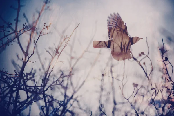 Double Exposure Image Forest Elements Flying Bird Film Abstract Picture — Stock Photo, Image