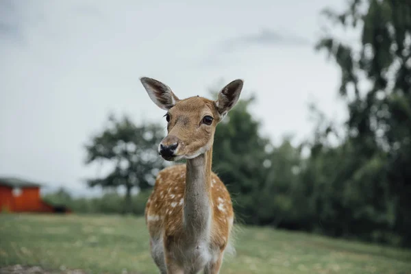 Beau Cerf Dans Parc — Photo