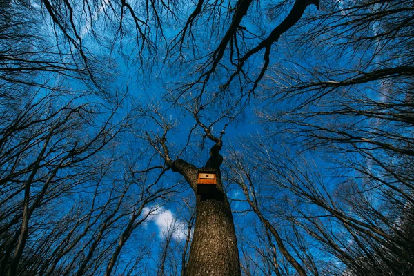 Vogelhuisje Boom Lage Hoek Uitzicht — Stockfoto