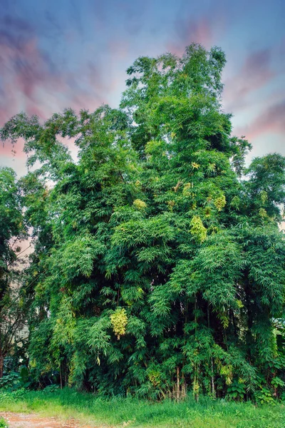 Vistas Panorámicas Del Bosque Verde — Foto de Stock