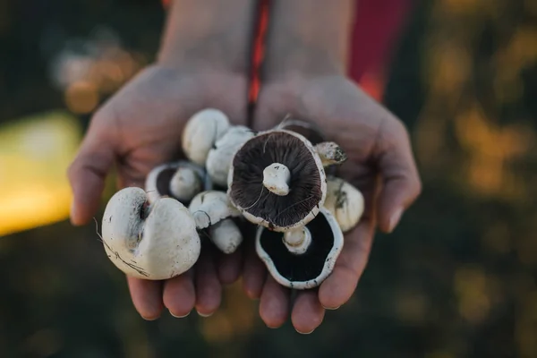 Hand picked champignon bio mushrooms from a meadow.