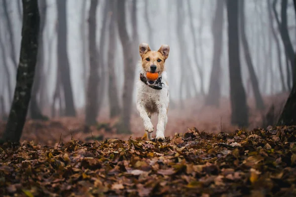 Fox terrier enjoying time and playing in nature.