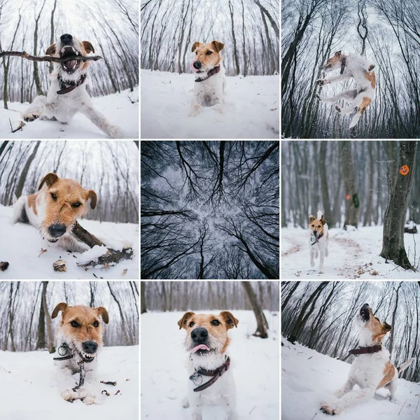 Happy fox terrier running wildly in the snow. Fun with a dog in the mountains. Hiking with a dog.