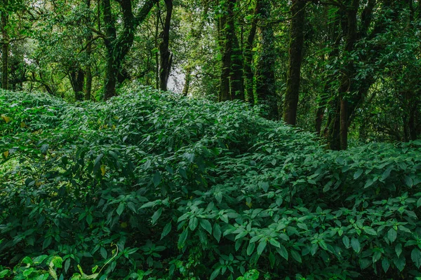 Follaje Tropical Una Selva Tailandia — Foto de Stock