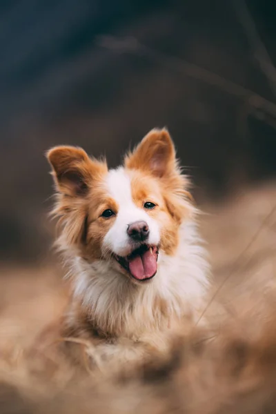 Söt Hund Som Har Roligt Parken — Stockfoto