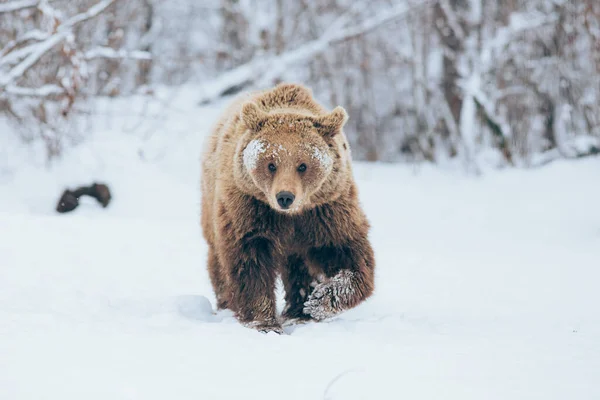 Ours Marchant Dans Nature Heure Hiver — Photo