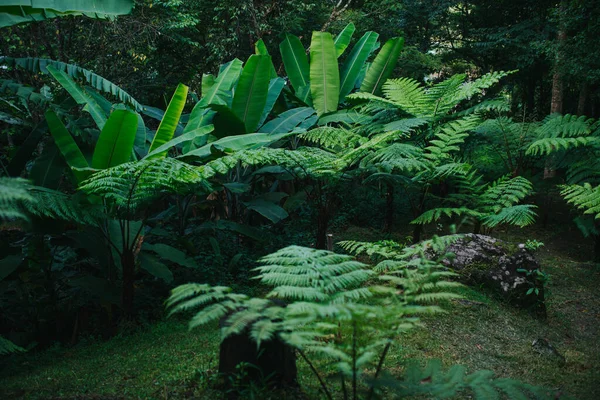 야생의 양치식물을 가까이 양치식물 — 스톡 사진