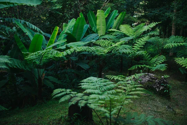 Tanaman Pakis Hutan Terlihat Dari Dekat — Stok Foto