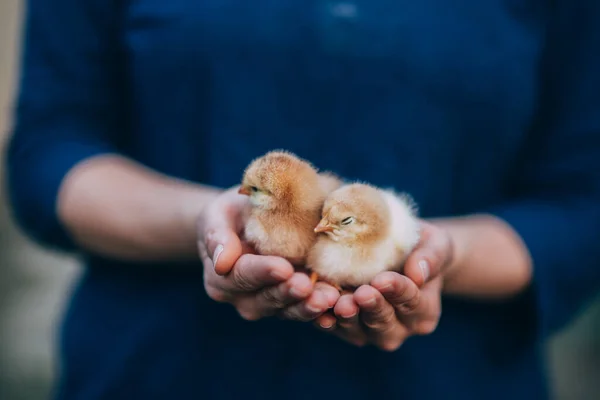 Newborn Chiken Palms — Stock Photo, Image