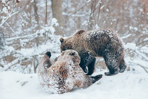 Björnungar Som Leker Snö — Stockfoto