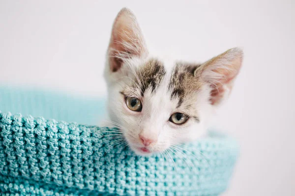 Portrait Beautiful White Cat — Stock Photo, Image