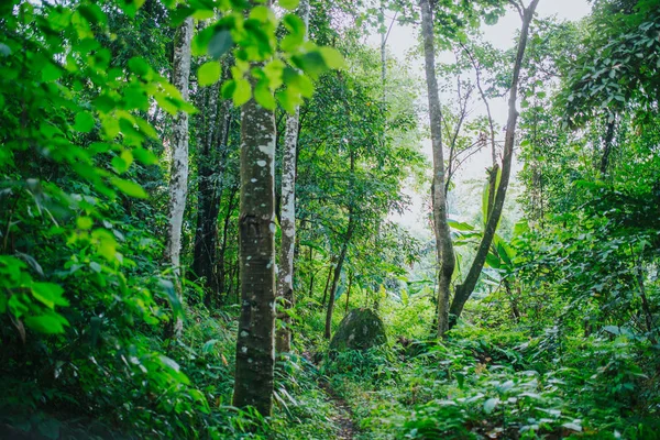 Vistas Panorámicas Del Bosque Verde — Foto de Stock