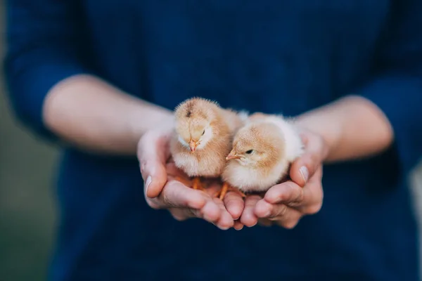 Newborn Chiken Palms — Stock Photo, Image