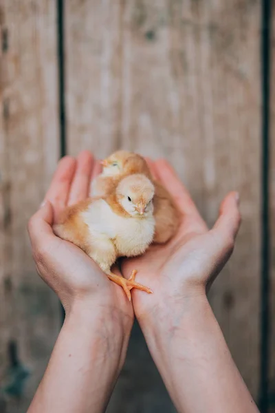 Newborn Chiken Palms — Stock Photo, Image