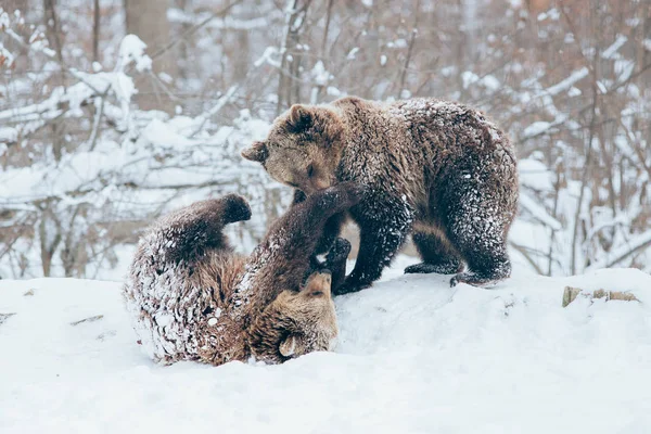 Medvědí Mláďata Hrají Sněhu — Stock fotografie