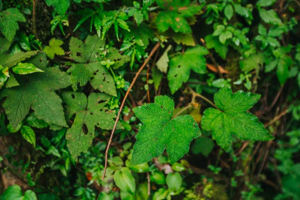 Follaje Tropical Una Selva Tailandia —  Fotos de Stock