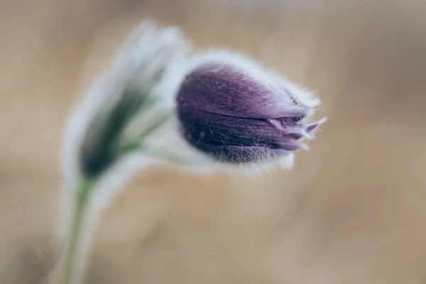 Crocus Άνοιξη Λουλούδι Close Άποψη — Φωτογραφία Αρχείου