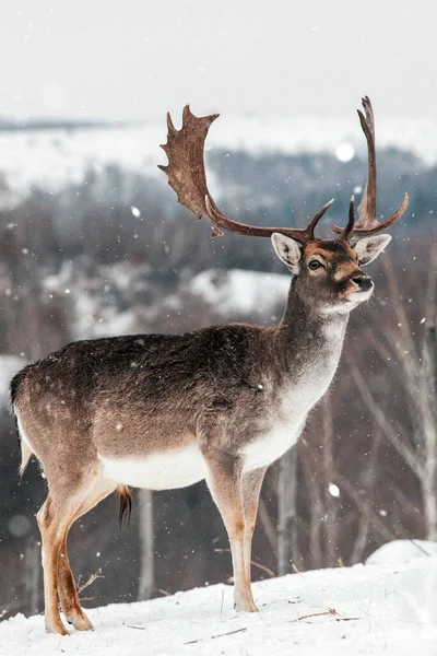 Cervos Bonitos Com Formigueiros Hora Inverno — Fotografia de Stock