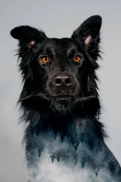 Söt Svart Hund Isolerad Bakgrunden — Stockfoto
