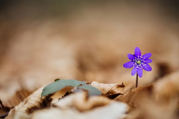 Μοβ Λουλούδια Άνοιξη Στο Δάσος Close Άποψη — Φωτογραφία Αρχείου