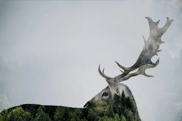 鹿の角を持つ二重露出 ロイヤリティフリーのストック写真