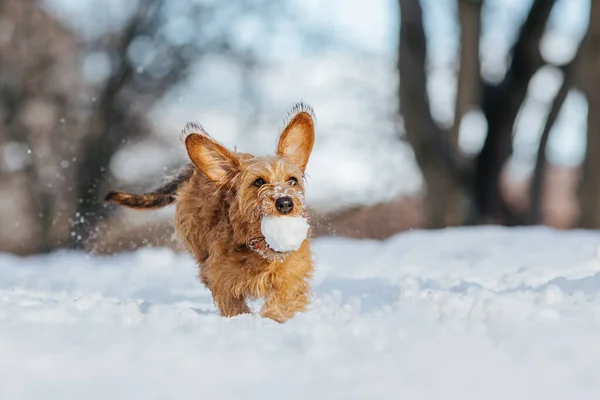 Chien Mignon Amuser Dans Parc — Photo