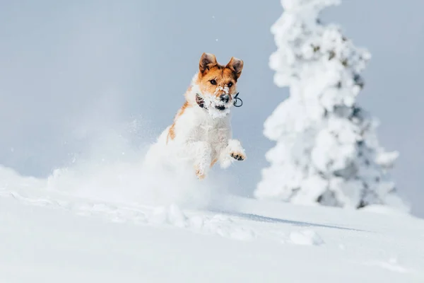 Happy fox terrier running wildly in the snow. Fun with a dog in the mountains. Hiking with a dog.