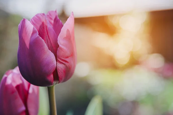 Hermosos Tulipanes Púrpura Floreciendo Jardín — Foto de Stock