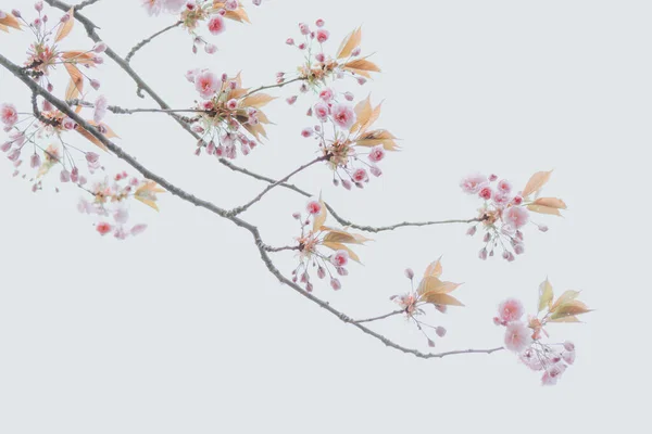 Proste Tło Kwiat Wiśni — Zdjęcie stockowe