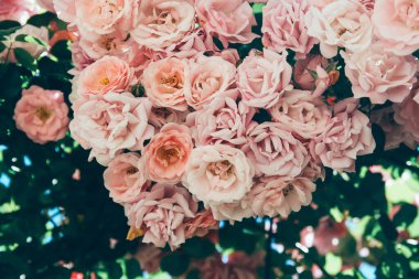 Bahçedeki güzel pembe güller. Çiçek arka planı.