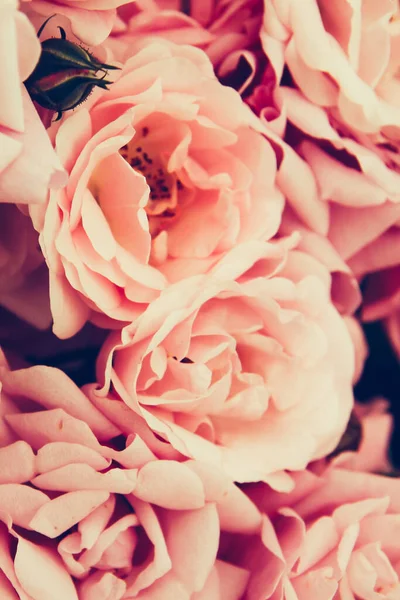 Hermosas Rosas Rosadas Jardín Fondo Floral —  Fotos de Stock